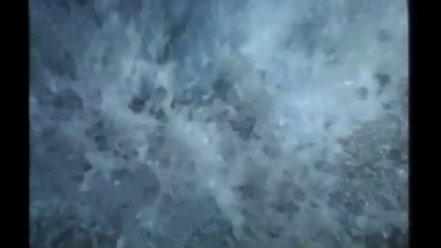 Free Willy Scene 1