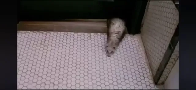 Along Came Polly Scene 4