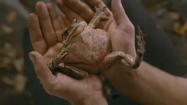 The Brothers Grimm Scene 5