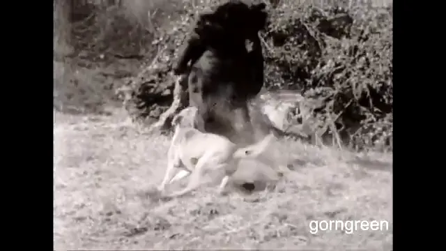 Old Yeller Scene 3