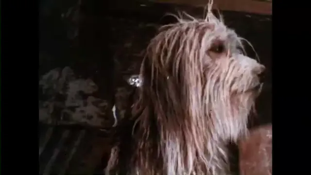 A Boy and His Dog Scene 3