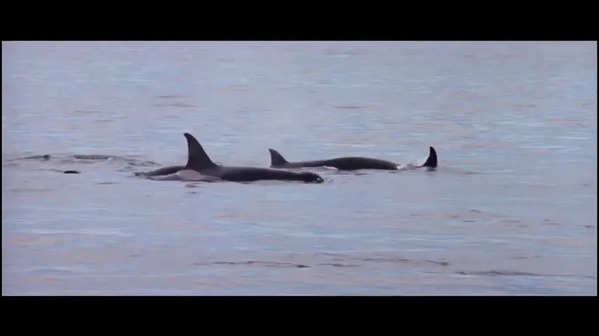 Orca Scene 1