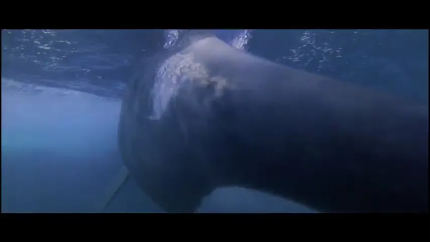 Orca Scene 3