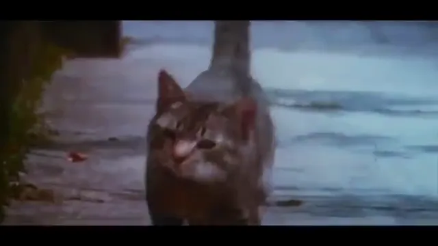 Cat's Eye Scene 1