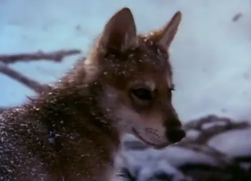 White Fang Scene 2