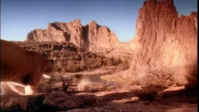 Homeward Bound: The Incredible Journey Scene 2