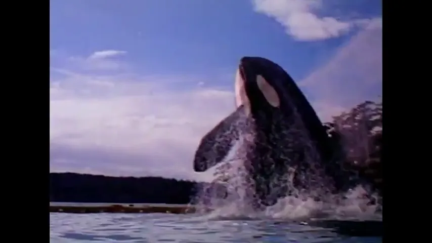 Free Willy 2: The Adventure Home Scene 5
