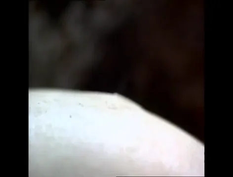 Fly Away Home Scene 2
