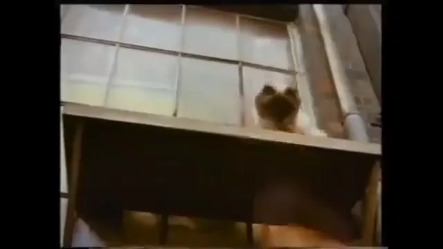 Homeward Bound II: Lost in San Francisco Scene 3