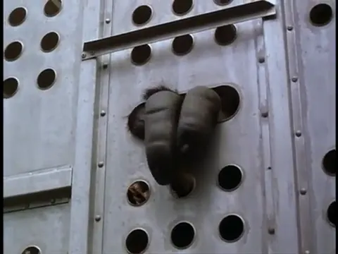 Mighty Joe Young Scene 3