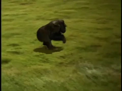 Mighty Joe Young Scene 5
