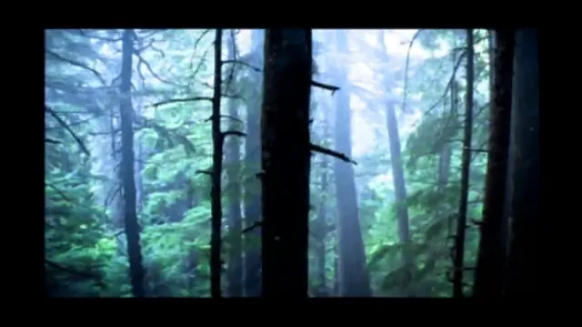 Snow Falling on Cedars Scene 1