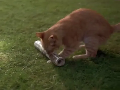 Cats & Dogs Scene 1
