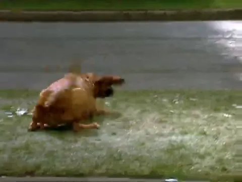 Cats & Dogs Scene 2