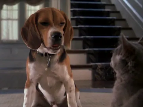 Cats & Dogs Scene 3