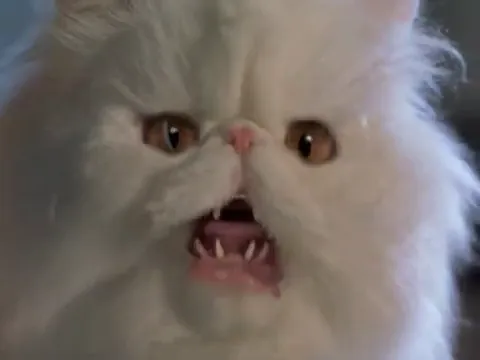 Cats & Dogs Scene 5