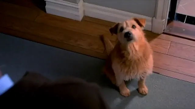 Dr. Dolittle 2 Scene 1