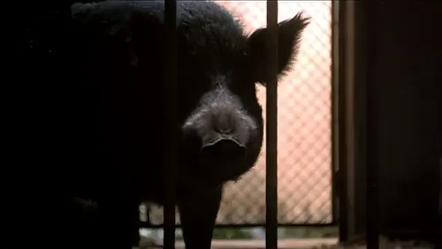 Dr. Dolittle 2 Scene 4