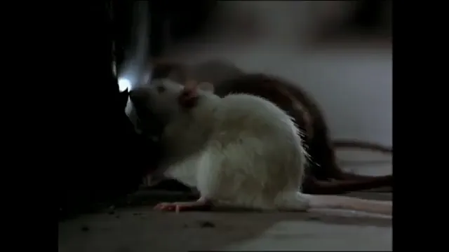 Willard Scene 3