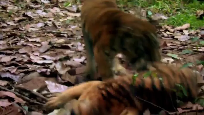 Two Brothers Scene 2
