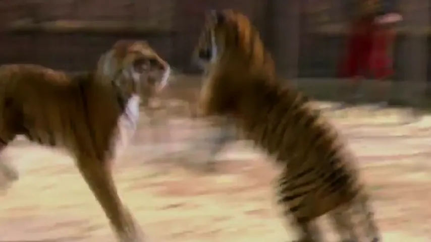 Two Brothers Scene 4