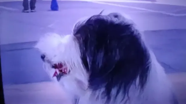 The Shaggy Dog Scene 2