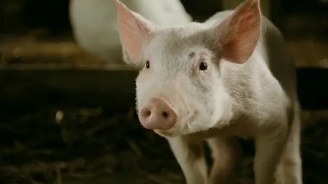 Charlotte's Web Scene 3