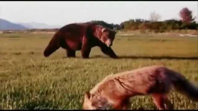 Grizzly Man Scene 5