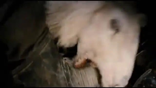 Black Sheep Scene 3