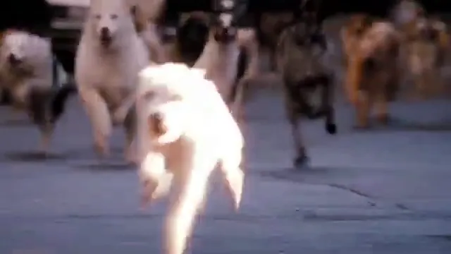 Hotel for Dogs Scene 4