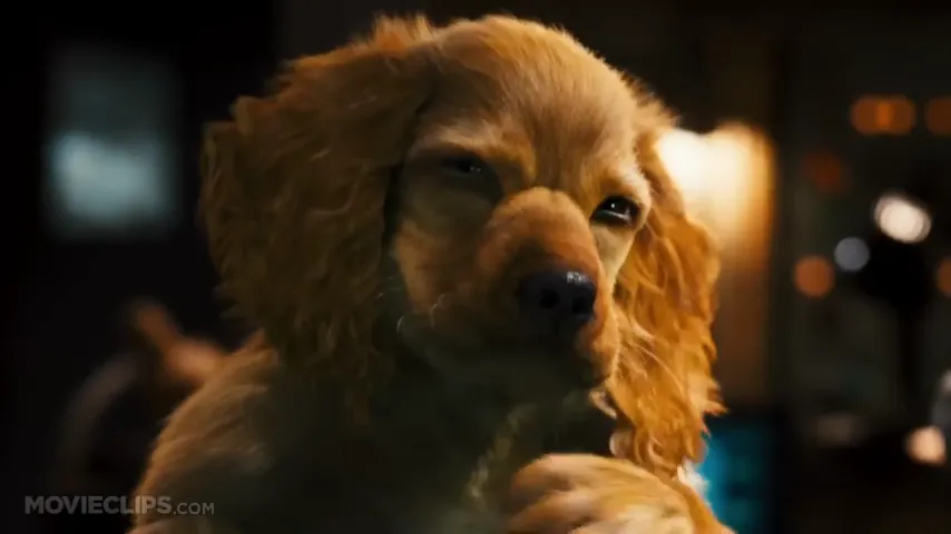 Cats & Dogs: The Revenge of Kitty Galore Scene 1