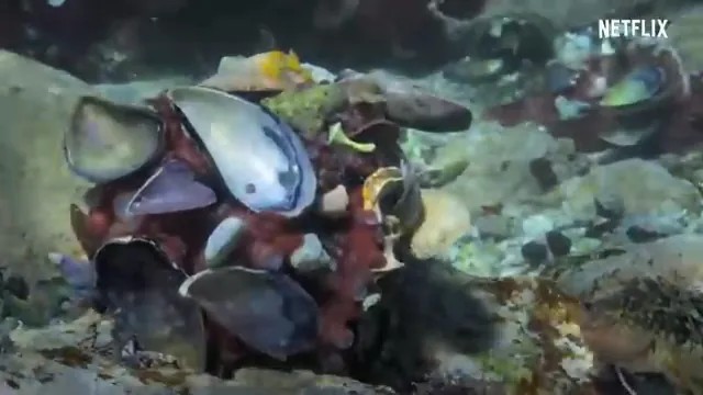 My Octopus Teacher Scene 1