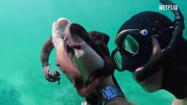 My Octopus Teacher Scene 3