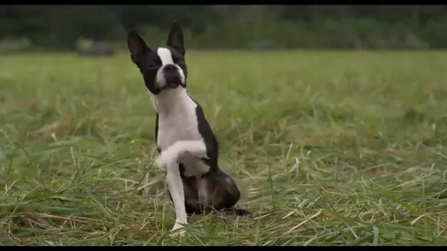 Strays Scene 3
