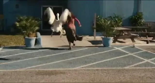 Dolphin Tale Scene 5