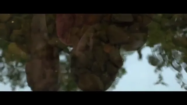 The Survivalist Scene 5