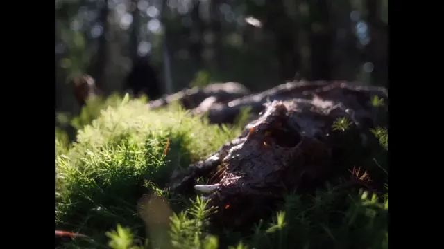 In a Violent Nature Scene 2