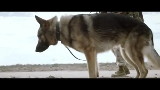 Megan Leavey Scene 1