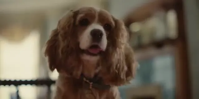 Lady and the Tramp Scene 3