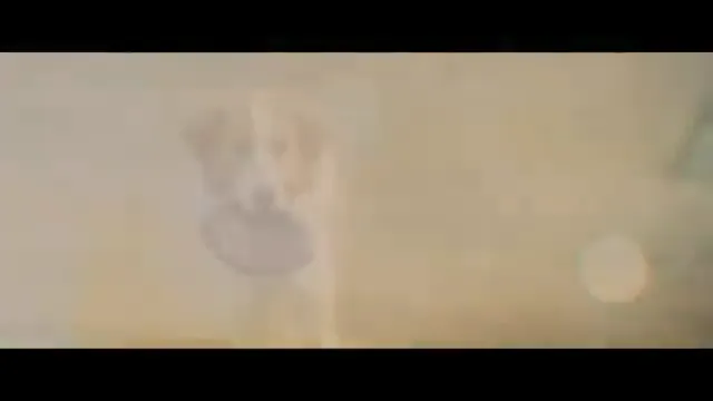 A Dog's Journey Scene 1