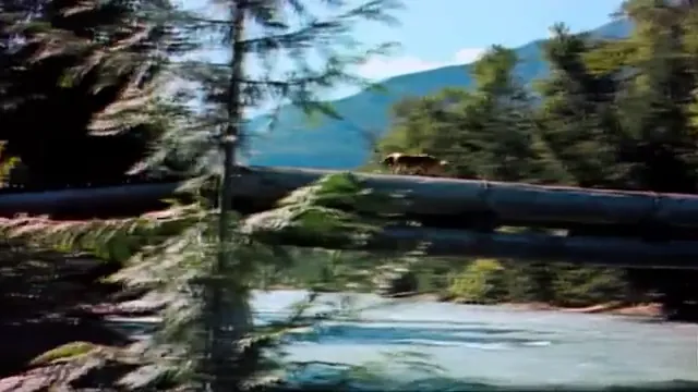 Lassie Come Home Scene 4
