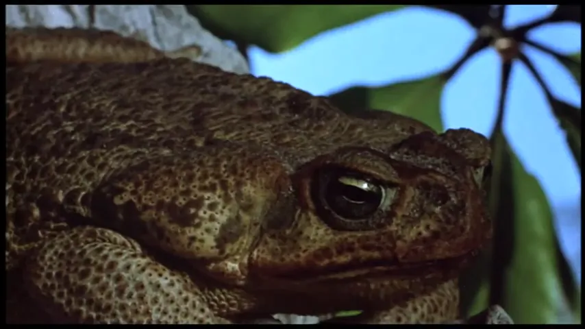 Frogs Scene 1