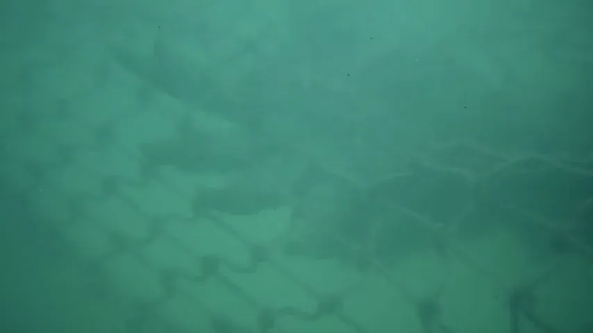 Humanoids from the Deep Scene 2