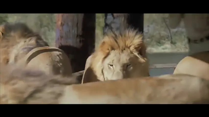 Roar Scene 2