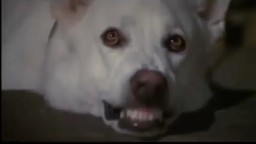 White Dog Scene 2
