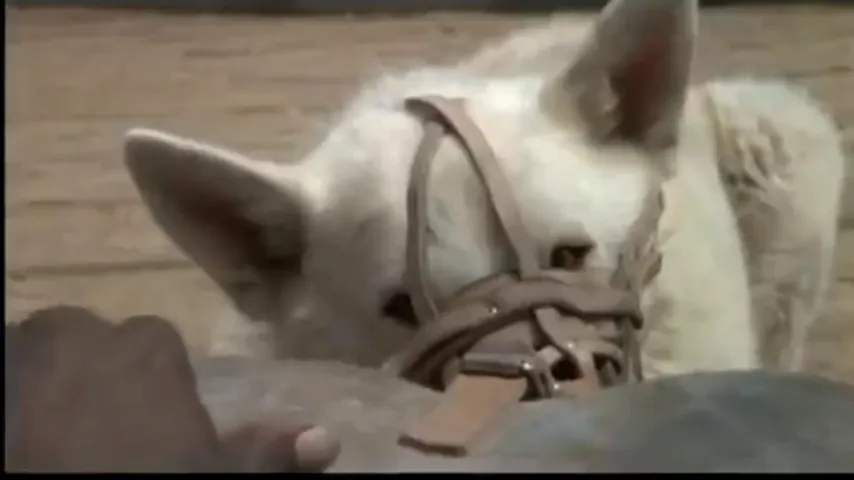 White Dog Scene 5