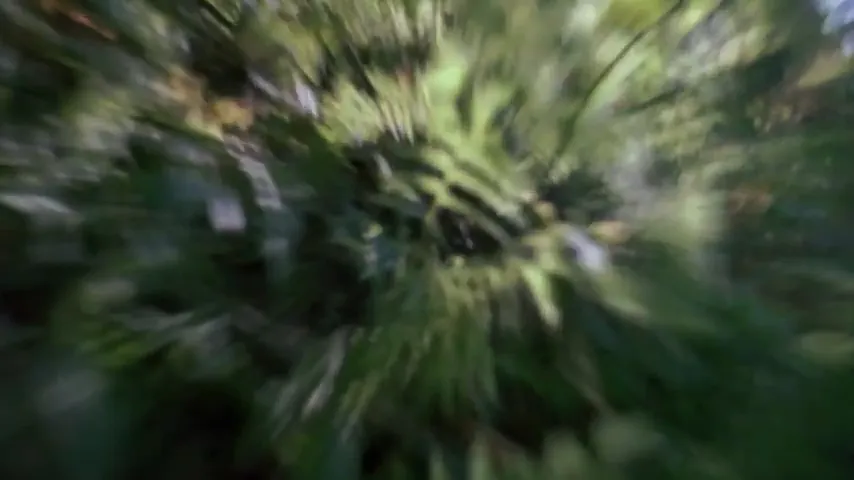 Monkey Shines Scene 4