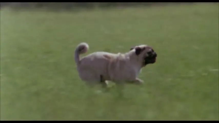 The Adventures of Milo and Otis Scene 1
