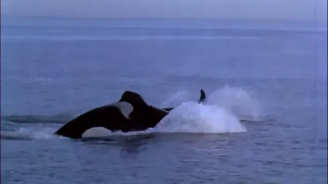 Free Willy 3: The Rescue Scene 1