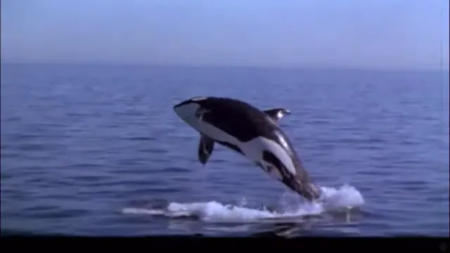 Free Willy 3: The Rescue Scene 5
